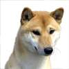 Canaan dog