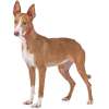 Podenco ibicenco