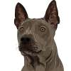 Thai ridgeback dog