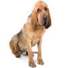 Bloodhound chien de saint-ubert