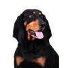 Black and tan coonhound