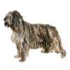 Cane da pastore bergamasco