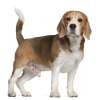 Beagle harrier