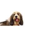 Grand basset griffon vendeen