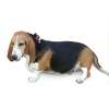 Bassett artesian normand