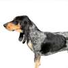 Basset blue de gascogne