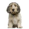 Petit basset griffon vendeen