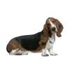 Bassethound