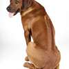 Rhodesian ridgeback