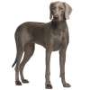 Weimaraner