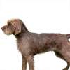 Pudel pointer