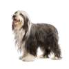 Bearded collie