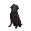 Flat coated retriever