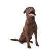 Chesapeake bay retriever