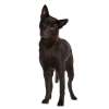 Cane da pastore australiano kelpie