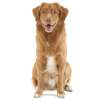 Nova scotia duck tolling retriever