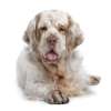 Clumber spaniel