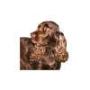 Field spaniel