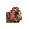 Field spaniel