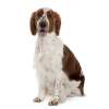 Welsh springer spaniel