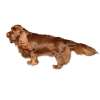 Sussex spaniel