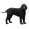 Irish water spaniel