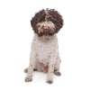 Lagotto romagnolo