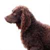 American water spaniel