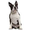 Boston terrier