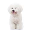 Bichon a poil frise