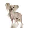 Chinese crested dog