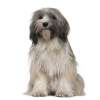 Tibetan terrier