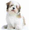 Lhasa apso