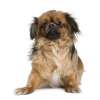 Tibetan spaniel