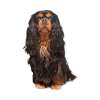 King charles spaniel