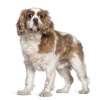 Cavalier king charles spaniel