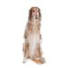 Borzoi