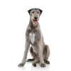 Irish wolfhound