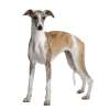 Whippet