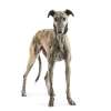 Galgo espanol