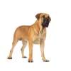 Boerboel