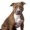 American Pit Bull Terrier