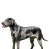 Catahoula Leopard Dogs