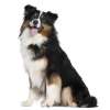 Australian shepherd