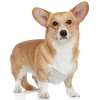 Welsh corgi pembroke