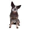 Australian cattledog