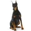 Dobermann