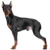 Pinscher