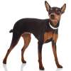 Zwergpinscher