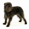 Affenpinscher